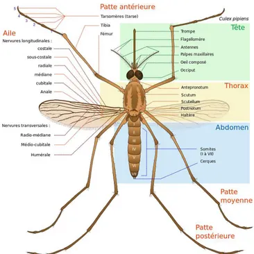 Figure 06 : Morphologie générale d’un adulte de Culicinae (Culex pipiens)  