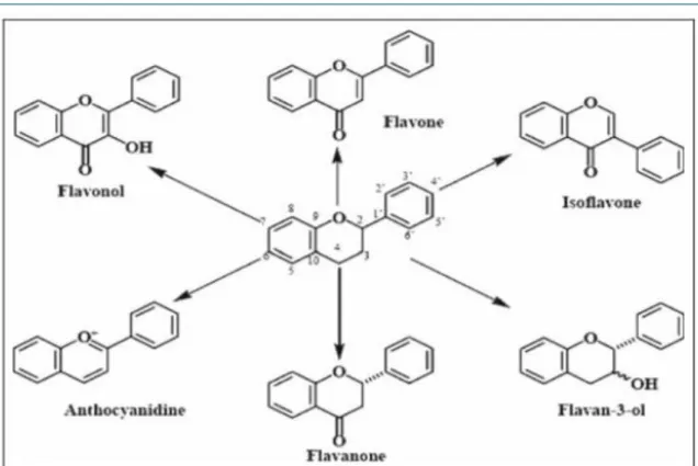 Figure 5: Structures de base des principaux flavonoïdes (Chira et al., 2008). 