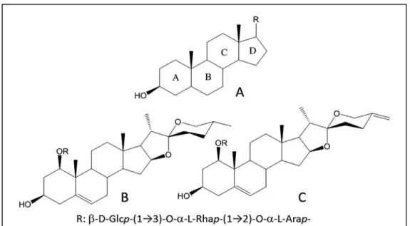 Figure 7 : Structure chimique du squelette stéroïdien (A), de la ruscogénine (B) et de la 
