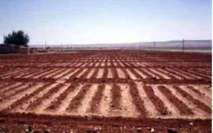 Figure 4 : Irrigation par planches 