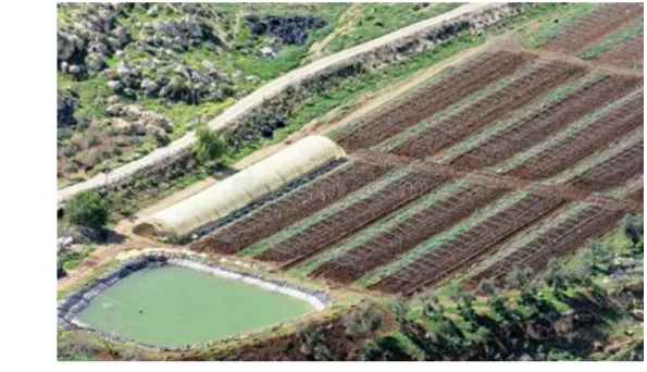 Figure 6 : Irrigation par bassins 