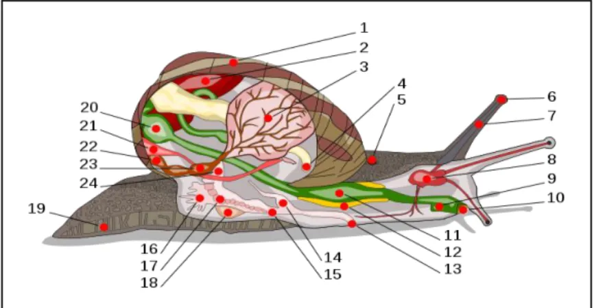 Figure 6.Anatomie interne de l’escargot (www.nature-scientia.com).   Légendes : 1 : coquille ; 2 :  foie ; 3 : poumon ; 4 : anus ; 5 : pore respiratoire ; 6 : œil ; 7 : tentacule ; 8 : cerveau ; 9 : conduit salivaire ; 10  : bouche ; 11 : panse ; 12 : glande salivaire ; 13 : orifice génital ; 14 : pénis ; 15 : vagin ; 16 : glande muqueuse  ; 17 : oviducte ; 18 : sac de dards ; 19 : pied ; 20 : estomac ; 21 : rein ; 22 : manteau ; 23 : cœur ; 24 : canal 