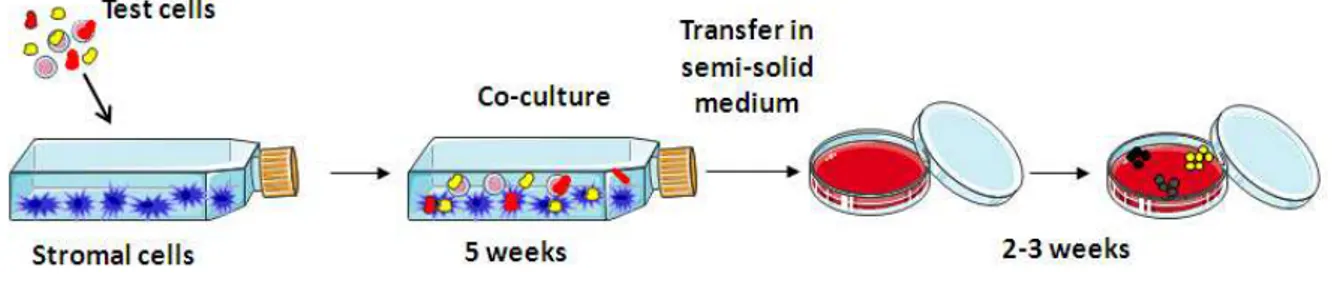 Figure 4: The LTC-IC in vitro assay to identify primitive hematopoietic cells. In the LTC-IC assay, stem and 
