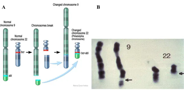 Figure 6: the t(9;22) that generates the Philadelphia chromosome. (A) schematic representation of the 