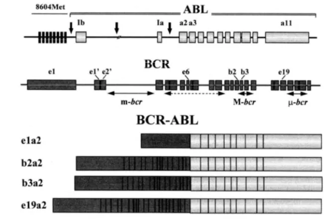 Figure 7: Schematic representation of the BCR and ABL genes disrupted in the t(9;22) 