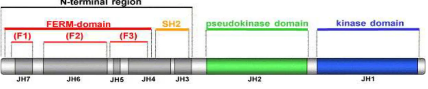 Figure 11: The structure of JAKs. JAK proteins present 7 Janus Homology domains (JH1-JH7)