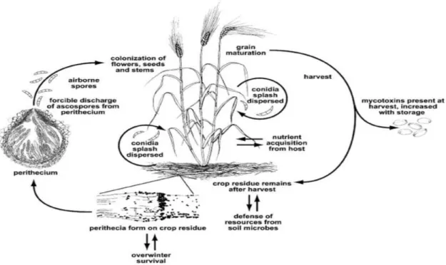 Figure 07 : Cycle de vie de F. graminearum, principal agent responsable de la fusariose 