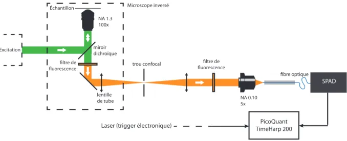 Figure 3.18 – Schéma de la partie détection du montage de mesure de temps de vie de fluorescence.