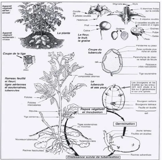 Figure 4 : Caractéristiques morphologique et cycle végétatif de la pomme de Terre  (Soltner, 1999) 