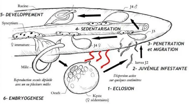 Figure 15: Cycle de développement des nématodes à kystes de pomme de Terre  (Chauvin et al., 2008)