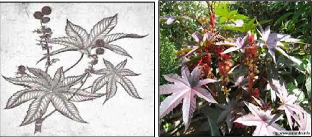 Figure 06. Morphologie des feuilles de l’espèce Ricinus communis ( Manpre &amp; Rana 