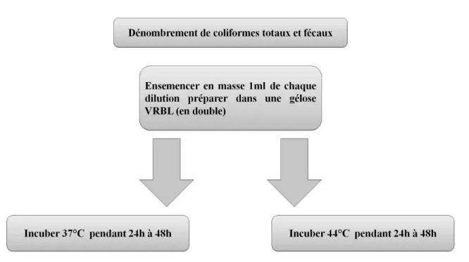 Figure 6 : Dénombrement des coliformes totaux et fécaux (LEBRES E. A. et MOUFFOK F., 1999)