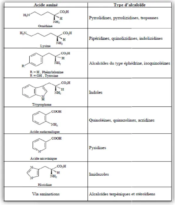 Figure 07: Type d’alcaloïdes et leur précurseur acide aminé (Muniz, 2006).