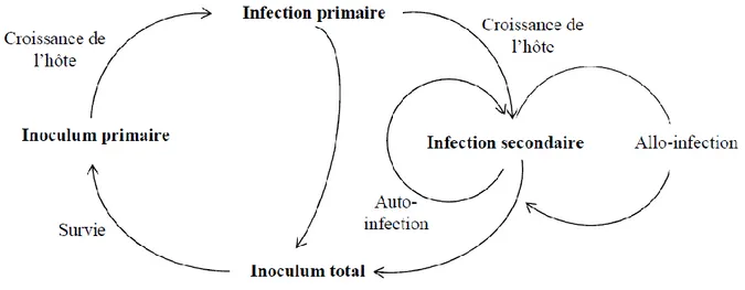 Figure 1.  Schéma général de la chaîne de transmission de la maladie pour les champignons   pathogènes telluriques (Gilligan, 1985)