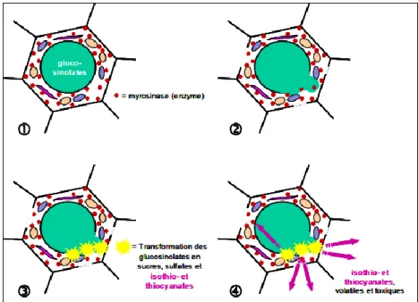 Figure  3.    Représentation  schématique  de  la  réaction  au  niveau  de  la  cellule    végétale,  qui 