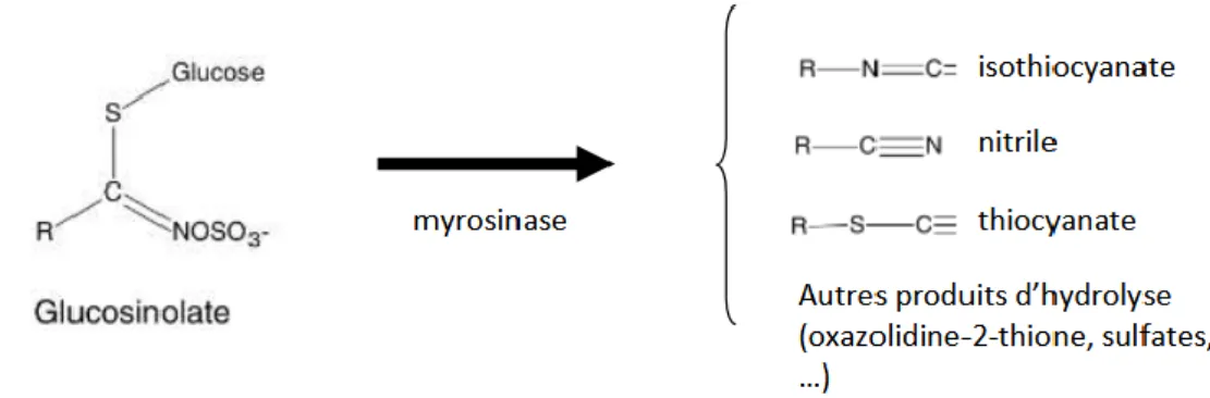 Figure 4 : Hydrolyse et principaux produits de dégradation des glucosinolates. 