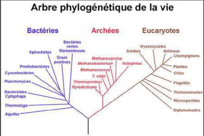 Figure 1 : Arbre phylogénétique du monde vivant.