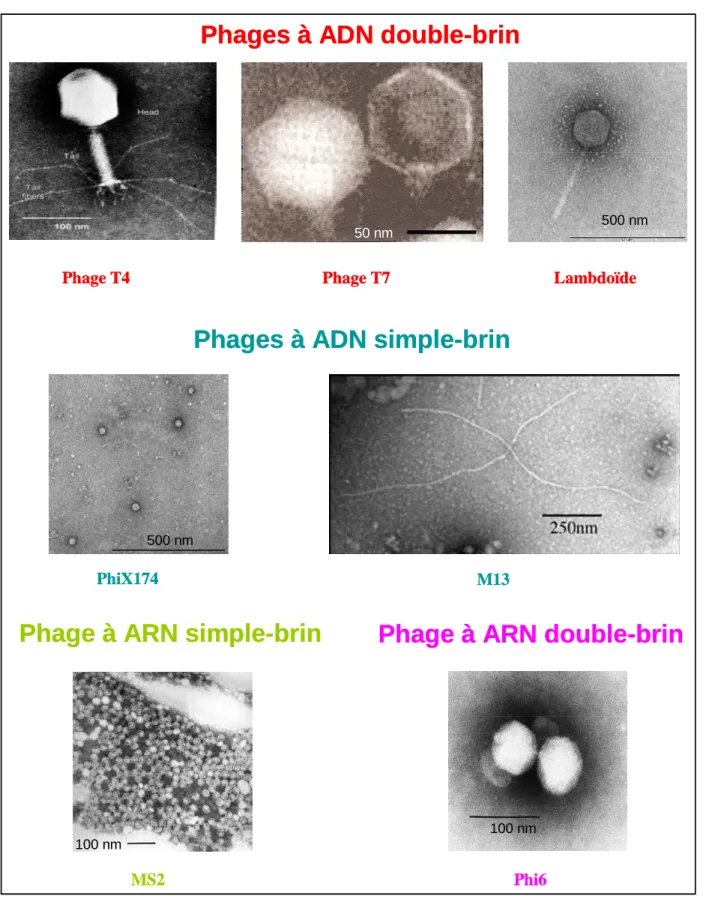Figure 2 : Diversité des bactériophages. 