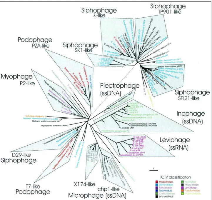 Figure 3 : Arbre protéomique reliant les bactériophages. 