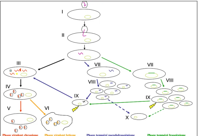 Figure 4 : Cycles de vie des bactériophages. 