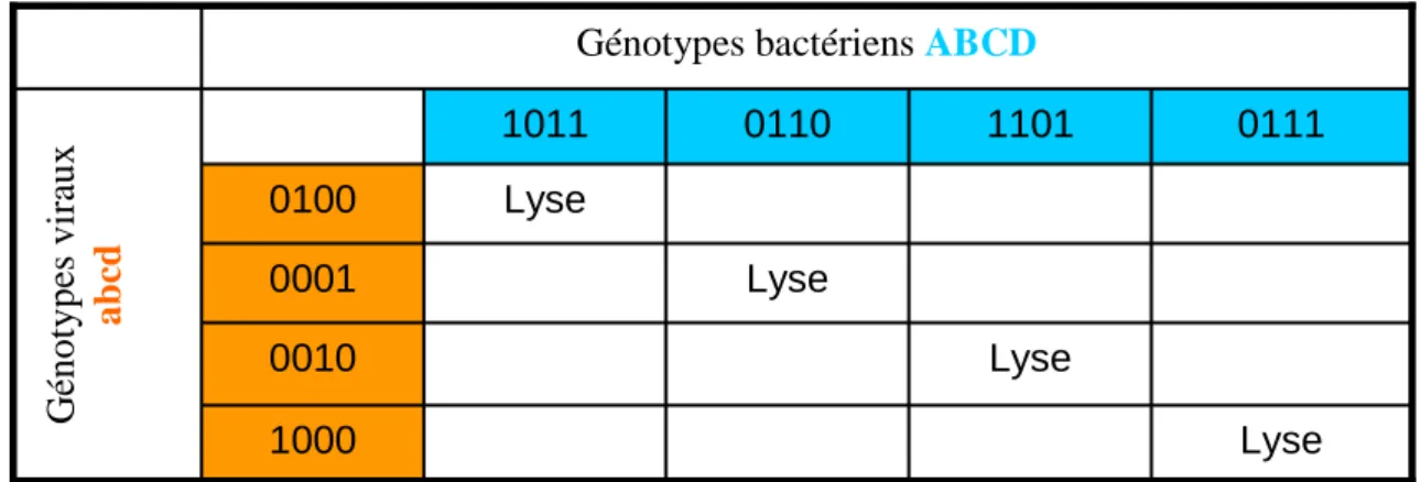 Figure 6 : Modèle théorique d’évolution « aux allèles correspondants ». 