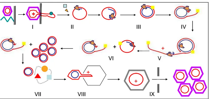 Figure 9 : Cycle de vie de PhiX174. 