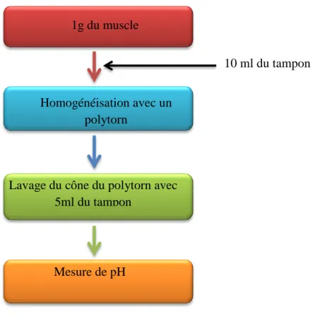 Figure 3: Schéma globale de mesure du pH (McGeehin et al, 2001). 1g du muscle 