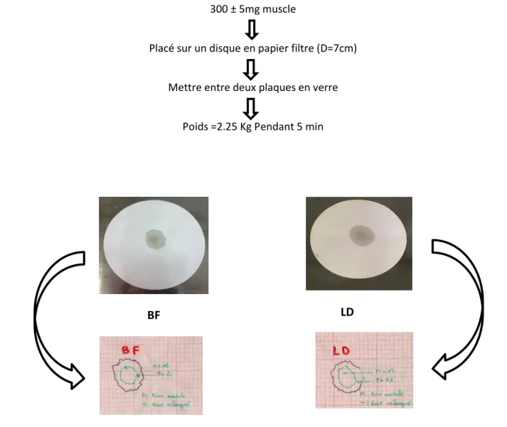 Figure 4: Les étapes de mesure de la capacité de rétention d'eau 