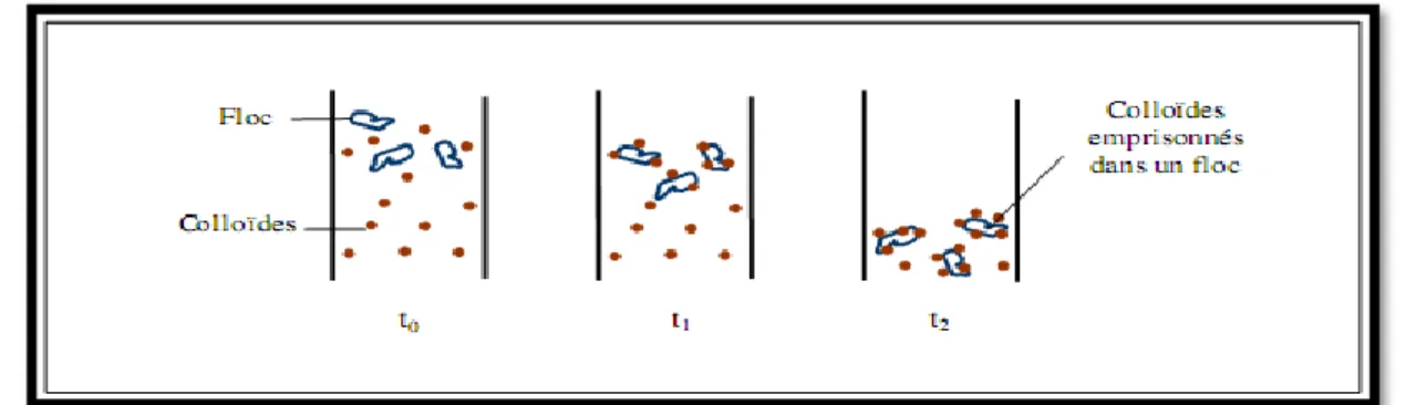 Figure 5 : Emprisonnement des particules dans les flocs pendant la décantation  (Ezziane,  2007)