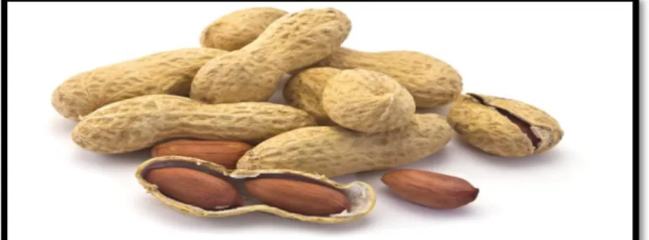 Figure 14 :  Graine d’arachide.   