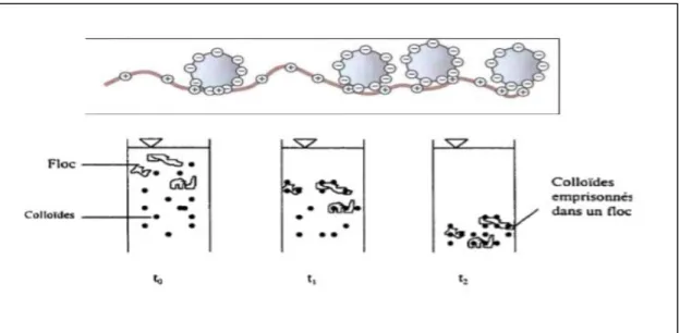 Figure 12 : Emprisonnement des particules dans les flocs pendant la décantation  (Zongo, 2009)