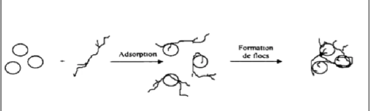 Figure 13 : Adsorption et pontage à l'aide de polymères (Lakhdari, 2011) 
