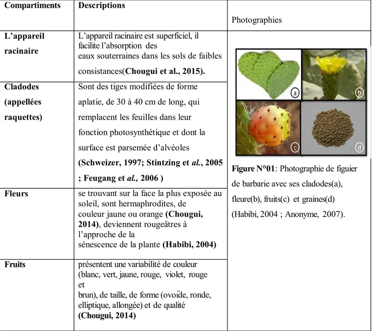 Tableau I : Caractéristique morphologiques d’Opuntia ficus indica.  Compartiments  L’appareil  racinaire  Cladodes  (appellées  raquettes)  Fleurs  Descriptions 