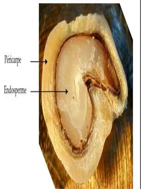 Figure N°02: Photographie d’une  coupe transversale de la graine de la  figue de 