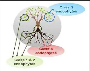 Figure 2 : les classes d’endophytes selon la localisation des tissus colonisées ( Andéol , 2016)