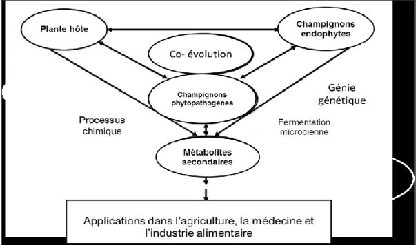 Figure 4: La production de composés bioactifs par les endophytes et leur plantes hôtes avec  leurs applications potentielles (Zhao et al., 2010)