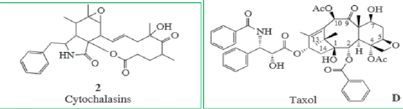 Figure  6:  Structure  de  quelques  substances  anticancéreuses  produites  par  les  champignons  endophytes