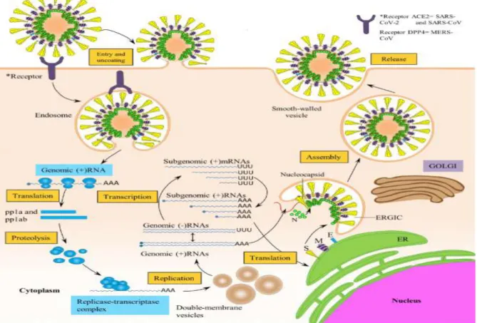 Figure 3 : Cycle de réplication virale dans les cellules eucaryotes. Le virus se lie à un récepteur à la surface des  cellules (ACE2 pour le SARS-CoV et le SRAS-Cov-2; DPP4 pour le MERS-CoV et le SARS-Cov 2) [11].