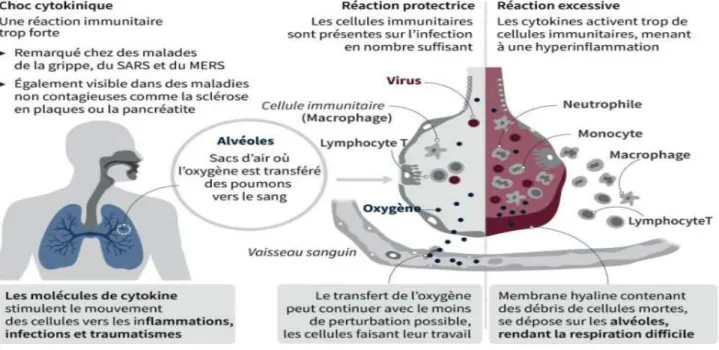 Figure 1 : Montrant d’une façon générale une réaction immunitaire dans des conditions physiologiques et  pathologiques lors de l’infection par le SARS-Cov 2 [15].