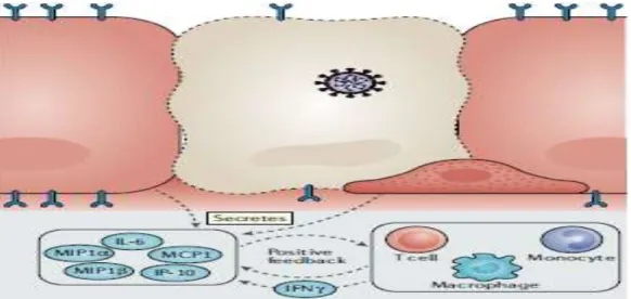 Figure 2 : la réplication virale active et la libération du virus provoquent la pyroptose de la cellule hôte et  libèrent des schémas moléculaires associés à ladamage, y compris l’ATP, les acides nucléiques et les oligomères 