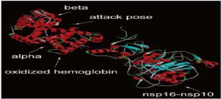 Figure 6 : Protéine Les Protéine virales non structurales  l’hémoglobine : nsp16-nsp10 attaque l’hémoglobine  oxydée [19]