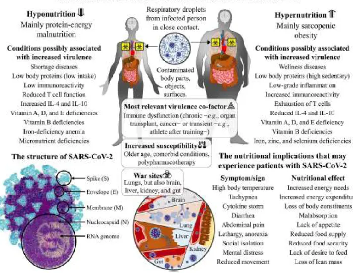 Figure 11 : La virulence du SRAS-Cov-2 et l’état malnutritionnel de l’hôte humain: dysfonctions immunitaires  en hyponutrition et hypernutrition [33].