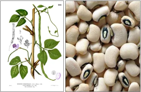 Figure 01 : A/La plante entière de niébé B/ les graines de niébé (Wikipédia.2020,Ganne,  2012).