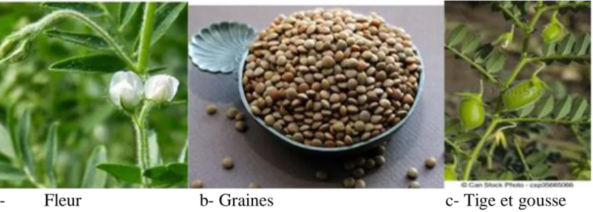 Figure  02:  Description  morphologique  de  la  lentille :a :  Fleur ;  b :  Graines ;  c :  tige  et  gousses(Hamadache., 2014In : Achouri (2018))