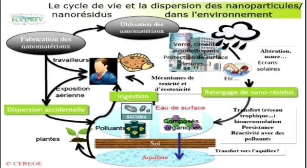 Figure 2: Cycle de vie, dispersion et devenir des nanoparticules dans l’environnement (Clefs  cea, 2005)