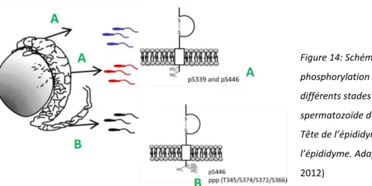 Figure 13: Gel SDS, Izumo1 est révélée par des  anticorps polyclonaux de lapin. A gauche le  doublé 56/60 Kd