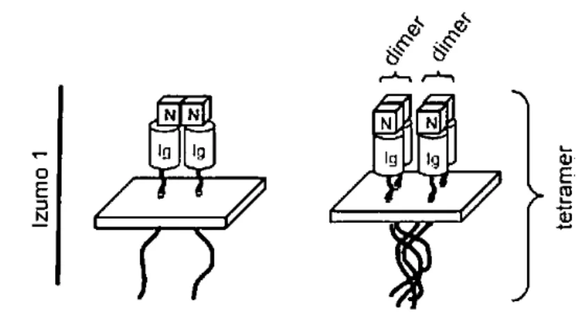 Figure 15:   “ h a  ep se ta t la fo atio  d’ho o-di es et d’ho o  uliti es selo  (Ellerman et al