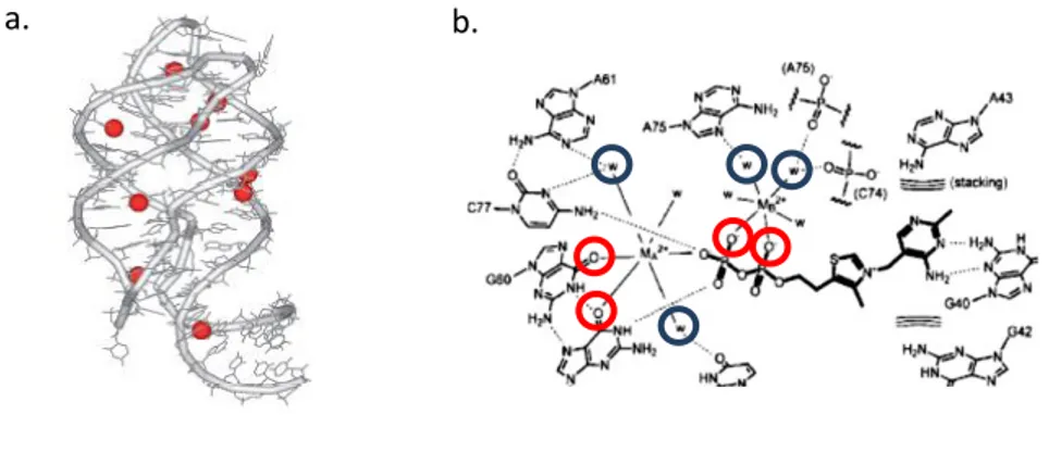 Fig 21 : a. Structure du Riboswitch à guanine 107 , en rouge les ions Mg 2+