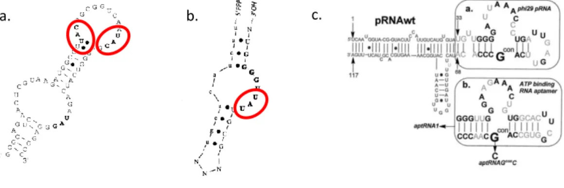 Fig 22 : a. Aptamère d’ARN anti-L-Tyrosine 76 , b. Aptamère d’ARN anti-L-Isoleucine 75 , dans les cercles rouge les codons respectifs 