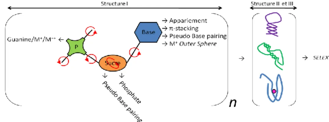 Fig 23 : Schéma récapitulatif des interactions possibles dans un aptamère et entre un aptamère et sa cible